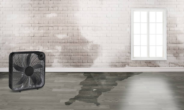 Best Flood damage cleanup  in Skokie, IL